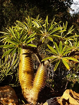 Pachypodium lamerei