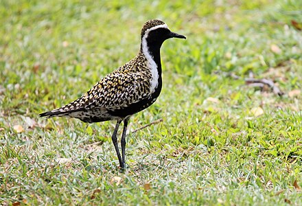 Siberia orpluvio (Pluvialis fulva)