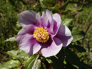 <i>Paeonia mascula</i> Species of flowering plant