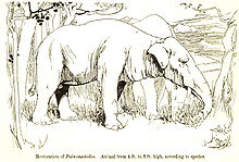 gravure d'un Paleomastodon