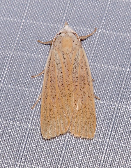 Palpidia pallidior