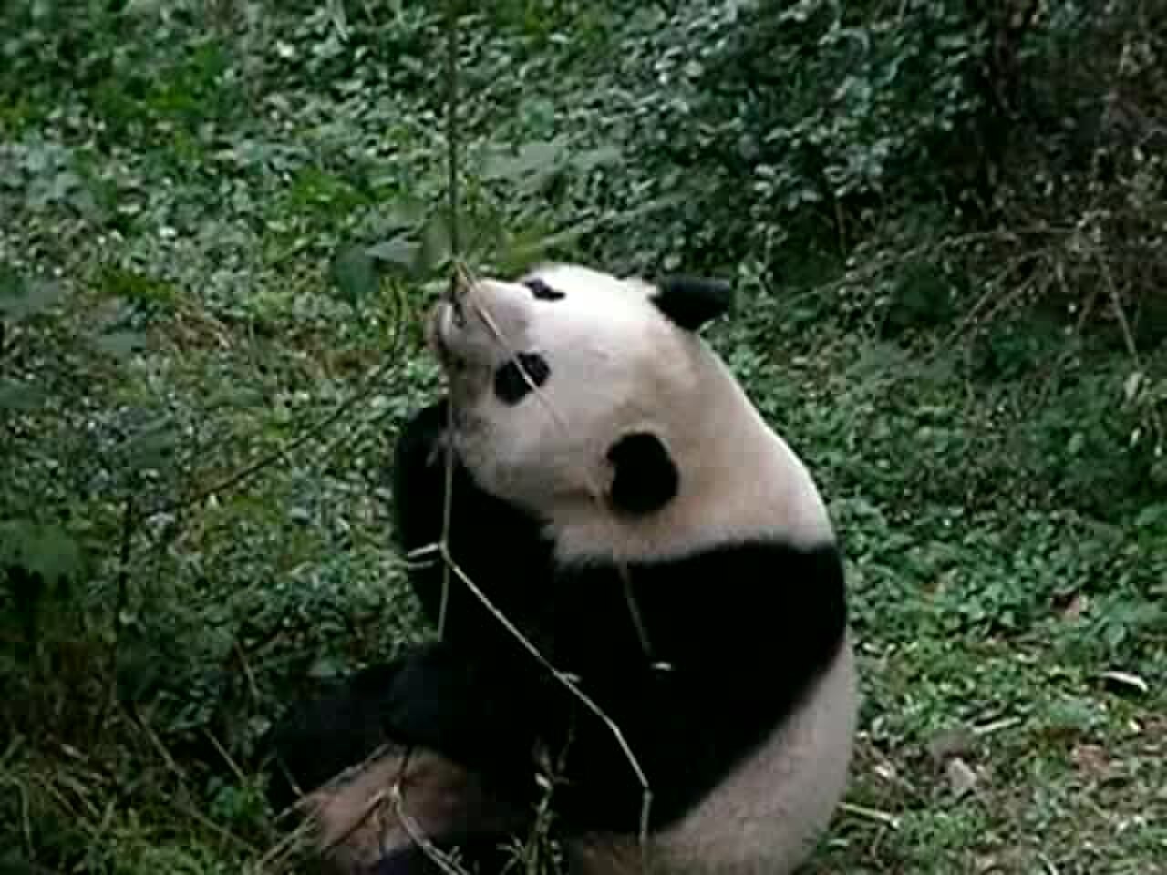 Гигантская Панда по английски. Панда на англ. Охрана по спасению большой панды охрана. Пандалар фото. Про панду на английском