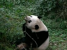 Restren:Pandas playing 640x480.ogv