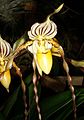 Paphiopedilum philippinense