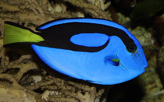 Regal tang Paracanthurus hepatus