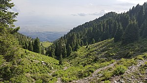 Un bosque en Parachinar