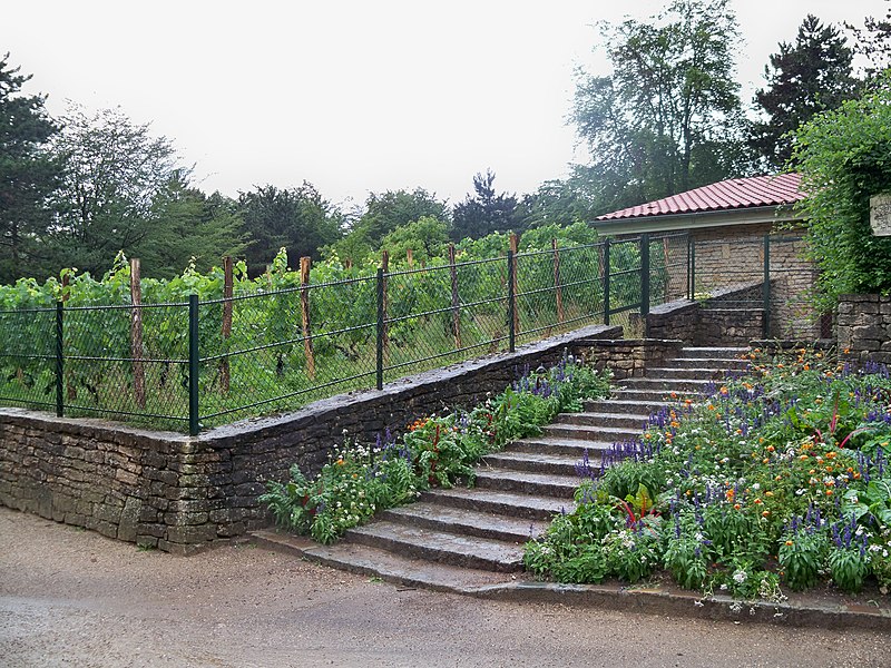 File:Parc Georges Brassens - vignoble.JPG