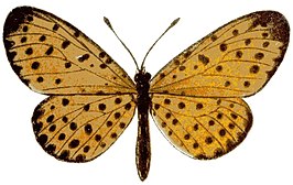 Pardopsis punctatissima