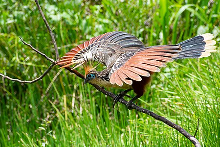 Hoatzin sobre una rama en el parque nacional del Manu. Por Uriel caballero quispitupa Licencia: CC-BY-SA-4.0