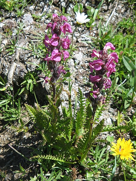 File:Pedicularis rostratospicata01.jpg