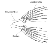 Pelvic fin skeleton.png