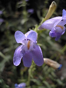 Penstemon pudicus.jpg