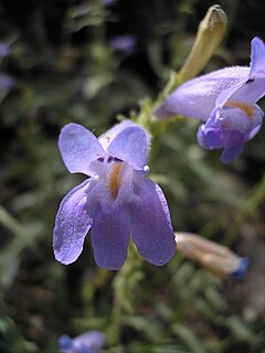 <i>Penstemon pudicus</i> Species of flowering plant