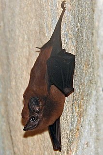 Trinidad dog-like bat Species of bat