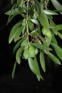 <i>Persoonia amaliae</i> species of plant