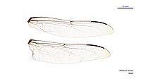 Petalura litorea male wings (34888504952).jpg