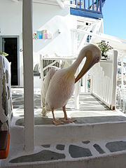 « Pétros », le pélican de Mykonos.