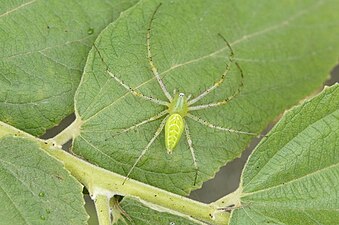 Peucetia viridana