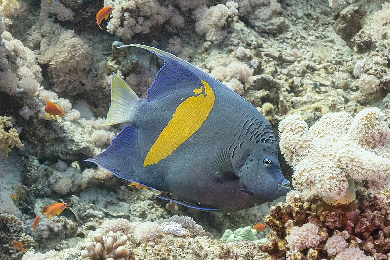 File:Pez ángel de barra amarilla (Pomacanthus maculosus), parque nacional Ras Muhammad, Egipto, 2022-03-26, DD 138.jpg