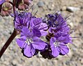 Phacelia crenulata