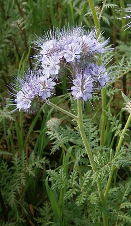 Bitinė facelija (Phacelia tanacetifolia)