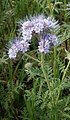 Phacelia tanacetifolia close-up