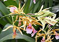 Phaius tancarvilleae