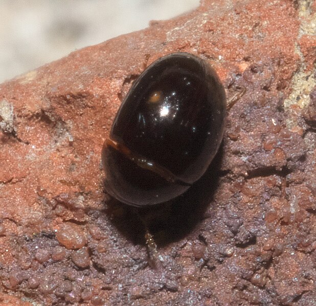 File:Phalacridae P1110726a.jpg