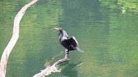 ファイル:Phalacrocorax carbo Great Cormorant 20171009 MVI 4344.ogv