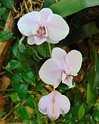 Phalaenopsis × leucorrhoda