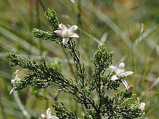 <i>Philotheca papillata</i> Species of plant