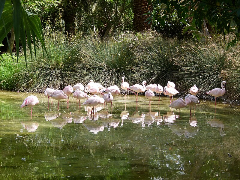 File:Phoenicopterus minor - flamingo - flamant - 01.jpg