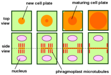 Phragmoplast and cell plate formation in a plant cell during cytokinesis. Left side: Phragmoplast forms and cell plate starts to assemble in the center of the cell. Towards the right: Phragmoplast enlarges in a donut-shape towards the outside of the cell, leaving behind mature cell plate in the center. The cell plate will transform into the new cell wall once cytokinesis is complete. Phragmoplast.png