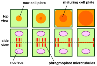 <span class="mw-page-title-main">Phragmoplast</span> Structure in dividing plant cells that builds the daughter cell wall