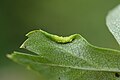 Miniatuurafbeelding voor de versie van 20 jul 2016 23:17