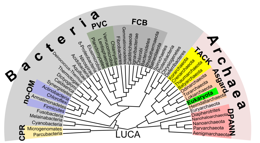 Phylogenetic tree showing the diversity of prokaryotes.[55] This 2018 proposal shows eukaryotes emerging from the archaean Asgard group which represents a modern version of the eocyte hypothesis. Unlike earlier assumptions, the division between bacteria and the rest is the most important difference between organisms.
