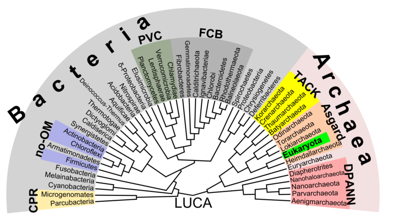 File:Phylogenetic Tree of Prokaryota.png