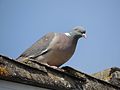 Pigeon (Columba palumbus) on a roof, Sandy, Bedfordshire (13929555219).jpg