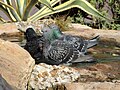 Common Rock Pigeon playing in the water.