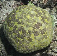 Pin Cushion Seastar (Culcita novaeguineae) (7383827098).jpg