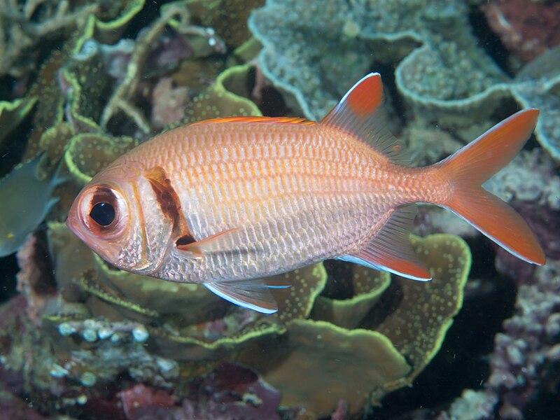 File:Pinecone soldierfish (Myripristis murdjan) (48776886357).jpg