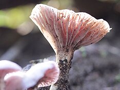 Қызғылт саңырауқұлақ Ферндейл саябағы, мүмкін, Hygrocybe reesiae.JPG