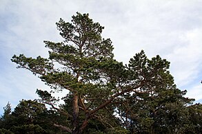 Pin de pădure (Pinus sylvestris)