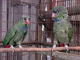 Pionus sordidus -two captive-4a.jpg