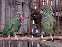 Pionus sordidus -two esir-4a.jpg