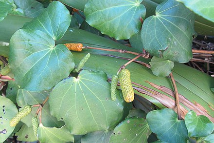 Kawakawa (Piper excelsum) plant may have been named by early Polynesian voyagers to New Zealand due to its similarities to kava.