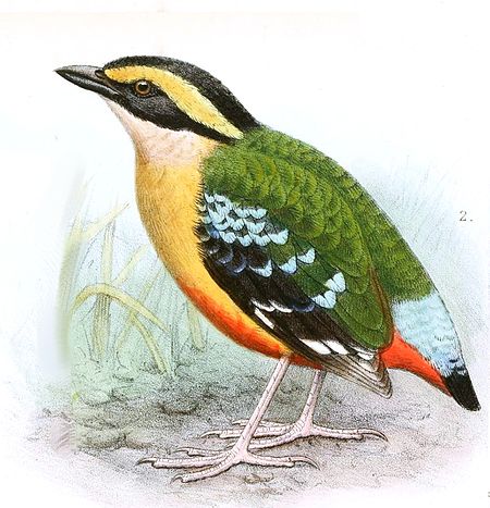 Pitta angolensis longipennis Goodchild.jpg