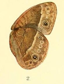 Pl.01-02.Bicyclus procora (Karsch, 1893) (Mycalesis).JPG