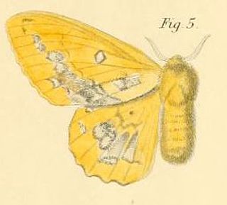 <i>Trabala burchardii</i> Species of moth