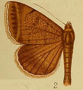 Plecopterodes griseicilia